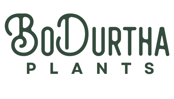 BoDurtha's Plant Parlor