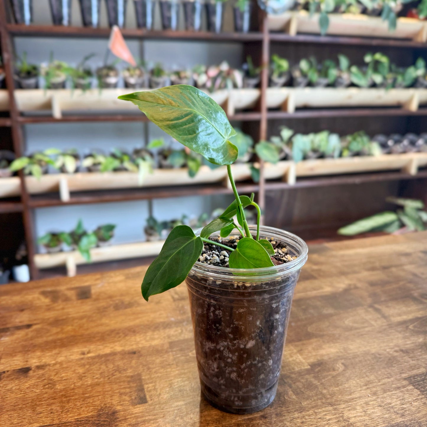 Anthurium Veitchii