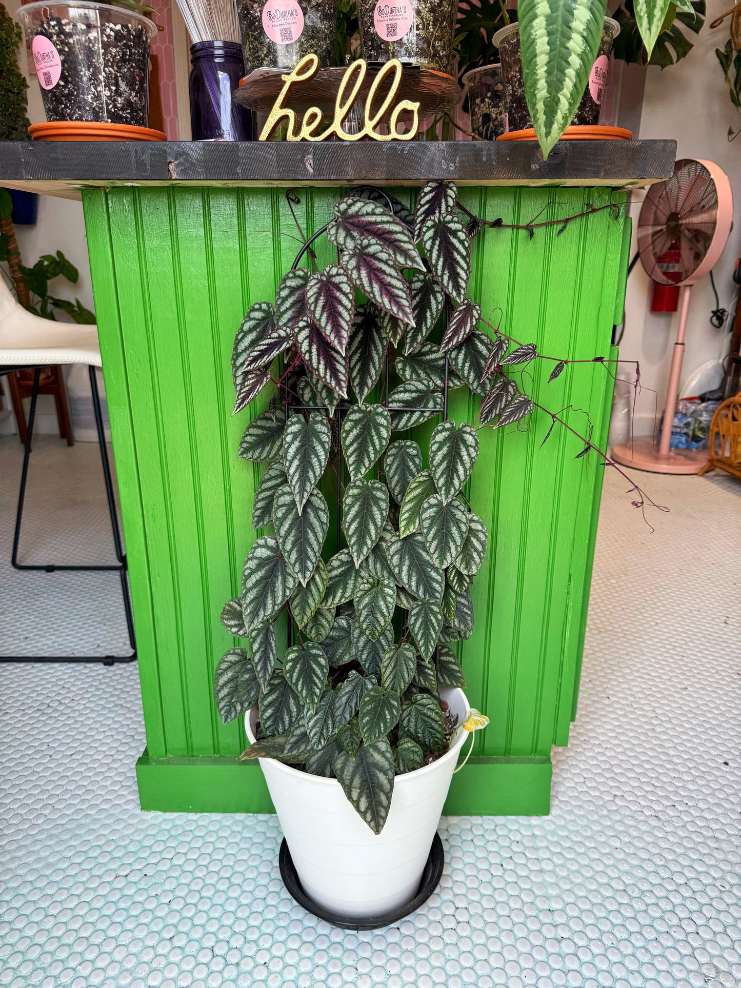 Cissus Discolor