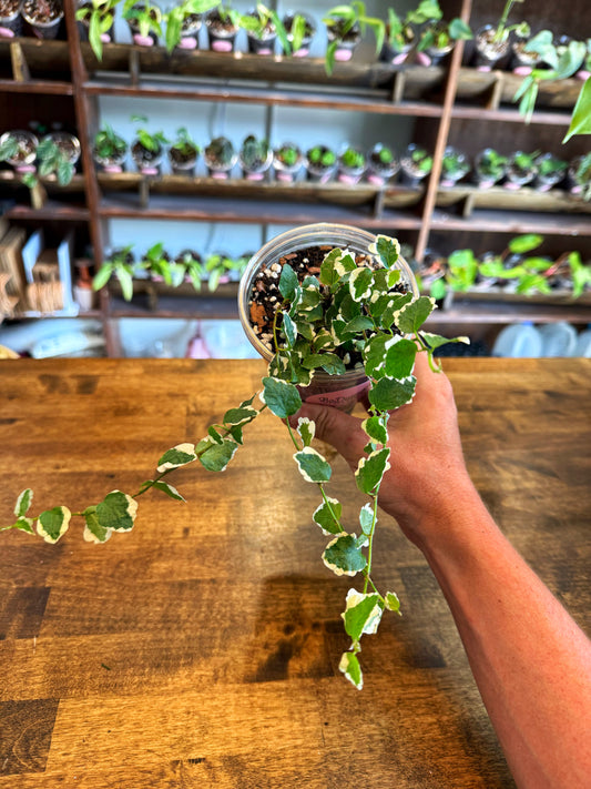 Var. Creeping Fig