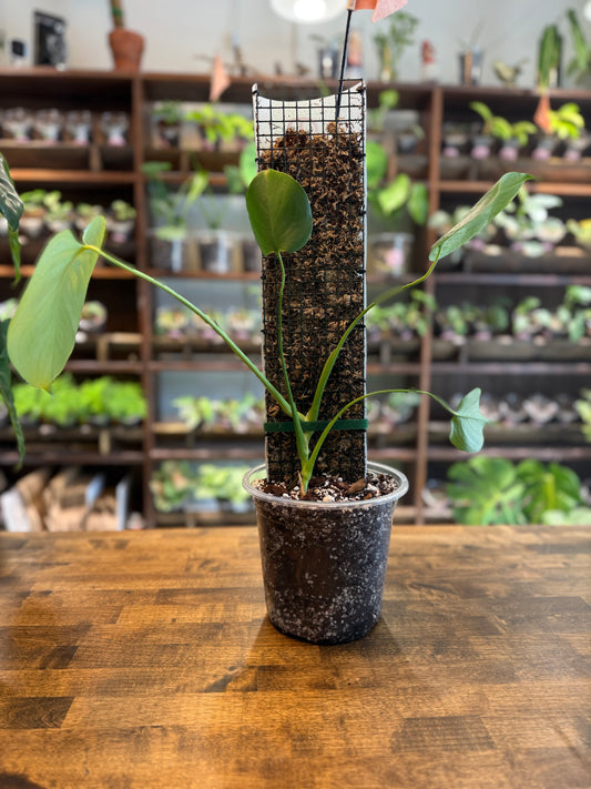 Monstera on Pole