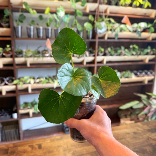 Tractor Seat Plant