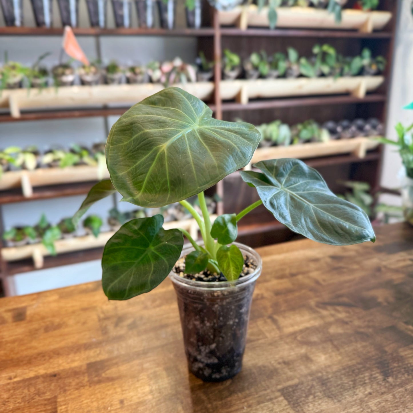 Alocasia Regal Shield