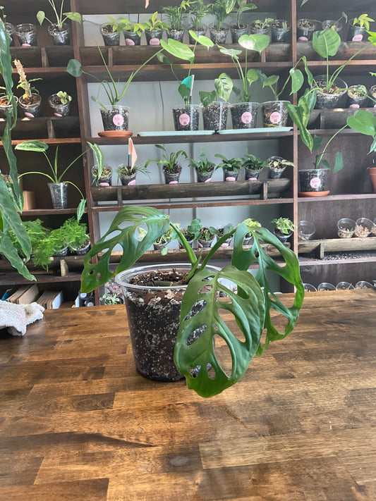 Monstera Esqueleto