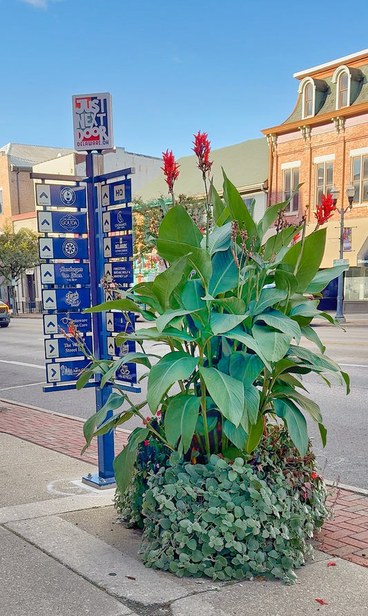 4 Pack Main Street Delaware Canna Lily Bulbs
