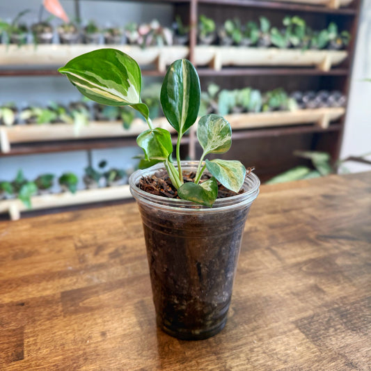 Manjula Pothos