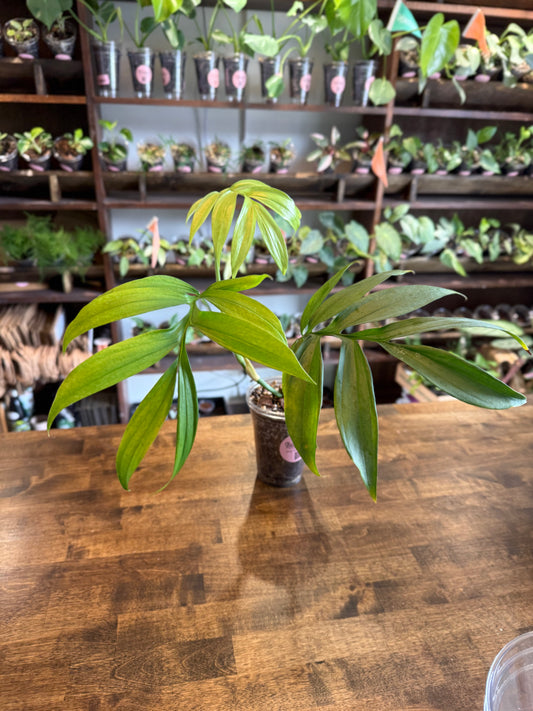 Monstera Subpinnata