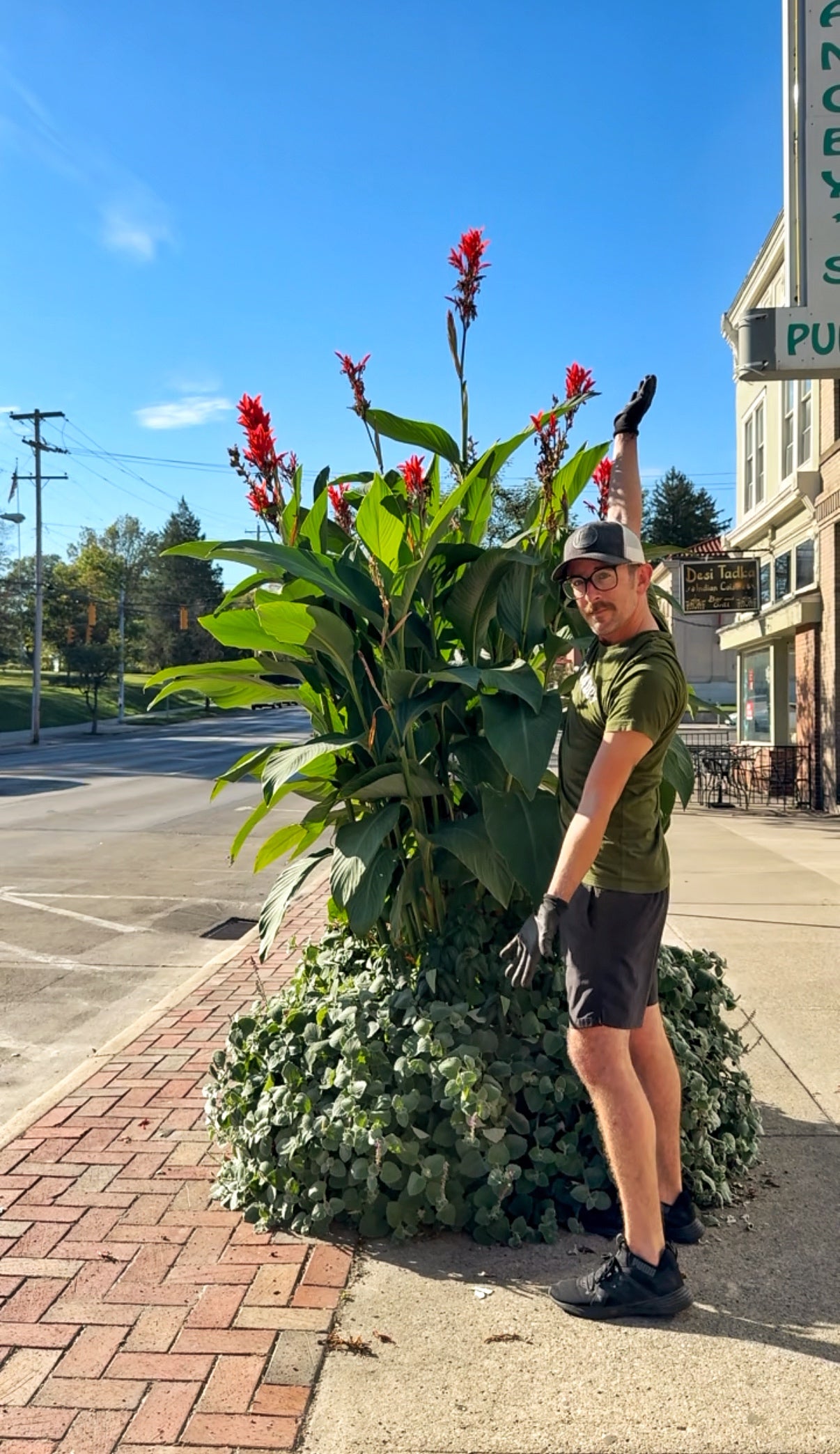 Jumbo Main Street Delaware Canna Lily Bulb
