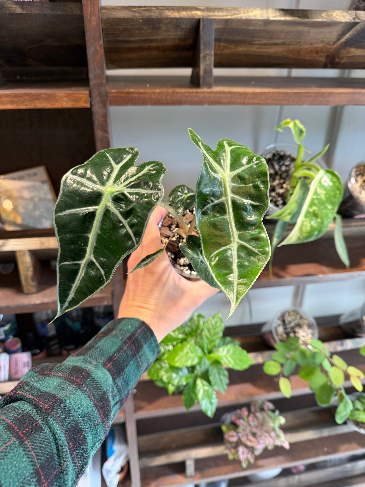 Alocasia Amazonica
