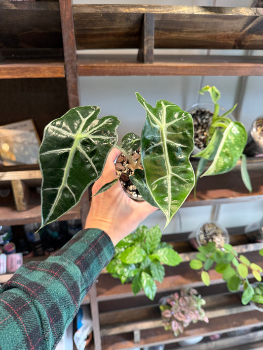 Alocasia Amazonica