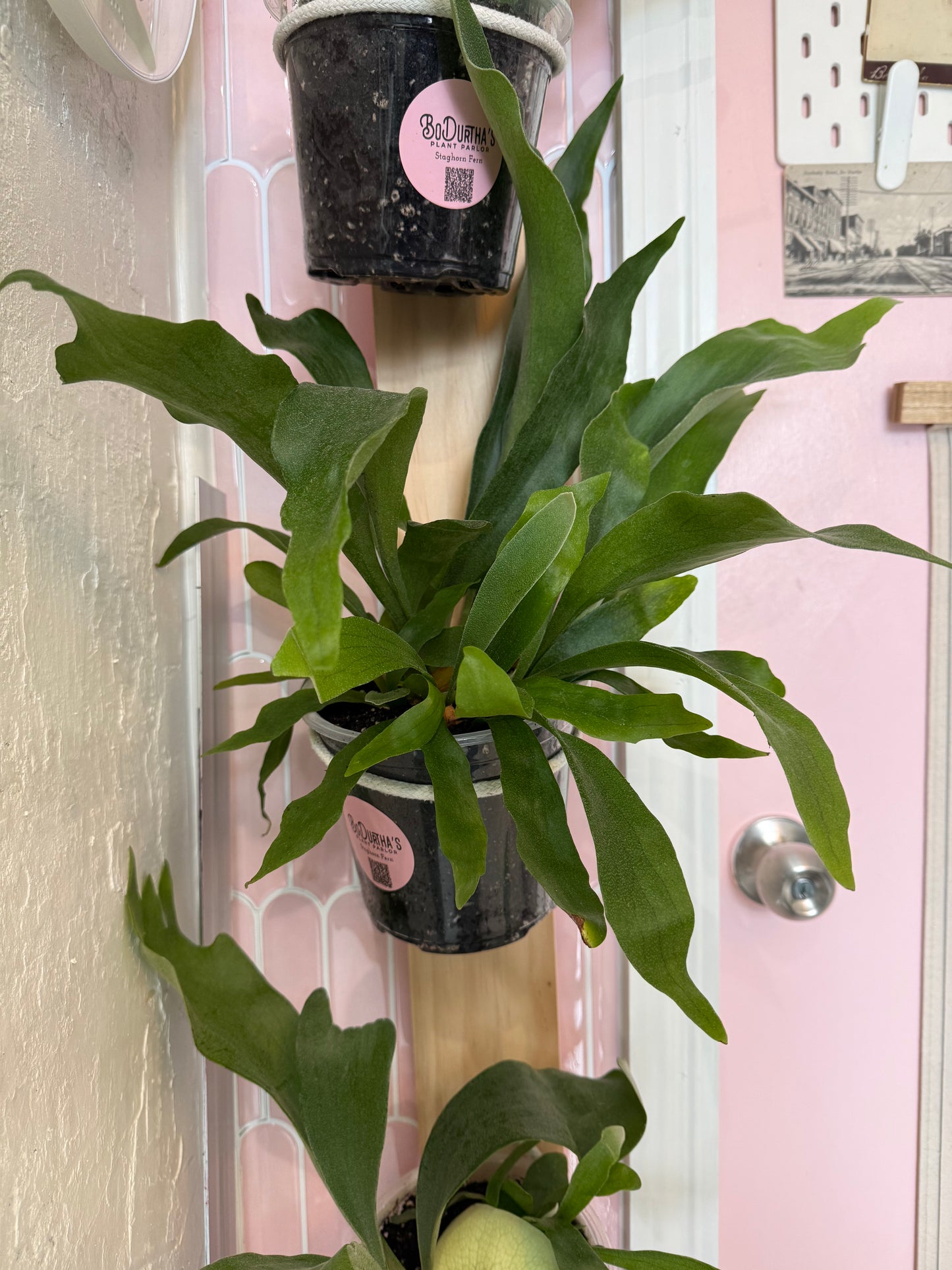 Staghorn Fern (Potted)