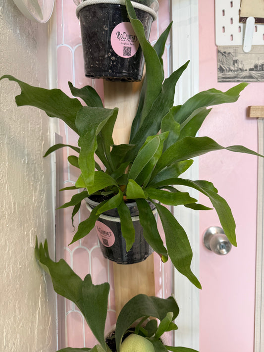 Staghorn Fern (Potted)