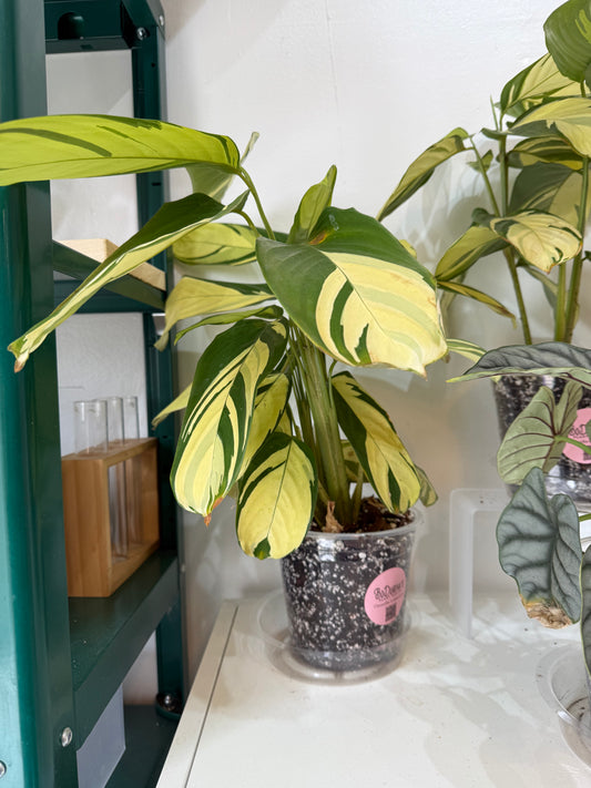 Ctenanthe Lubbersiana