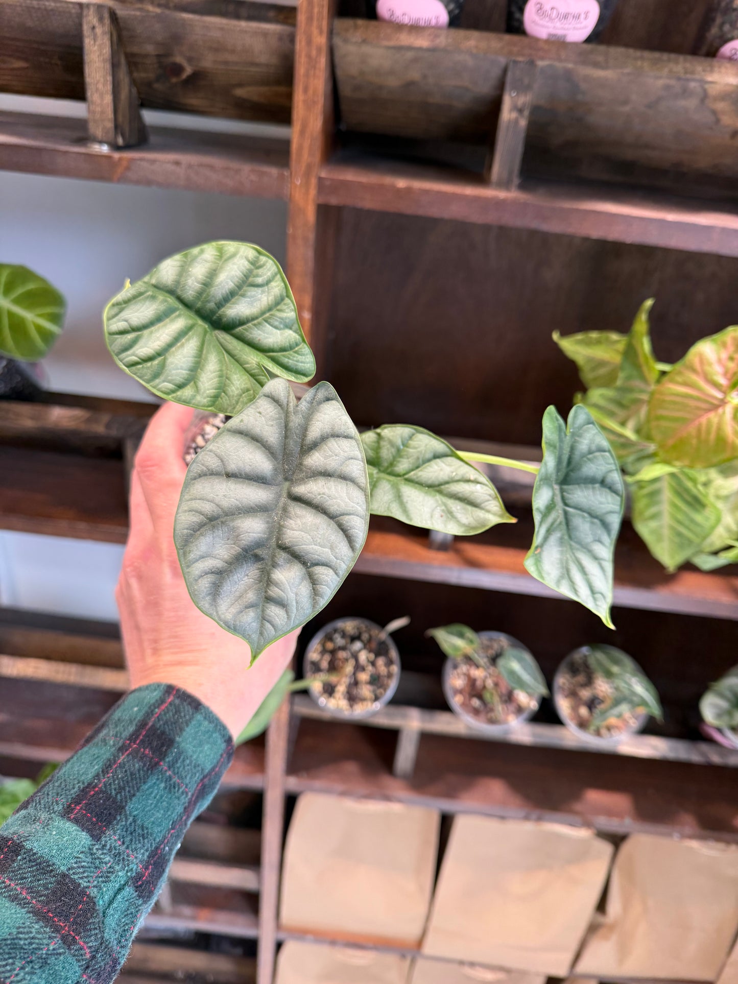 Alocasia Silver Dragon