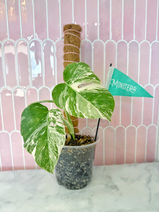 Stackable Coir Pole
