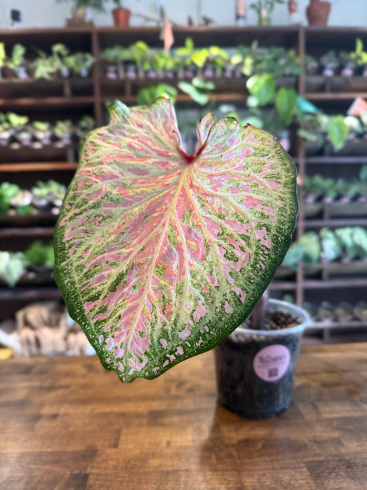"Dot's Delight" Caladium - Plant
