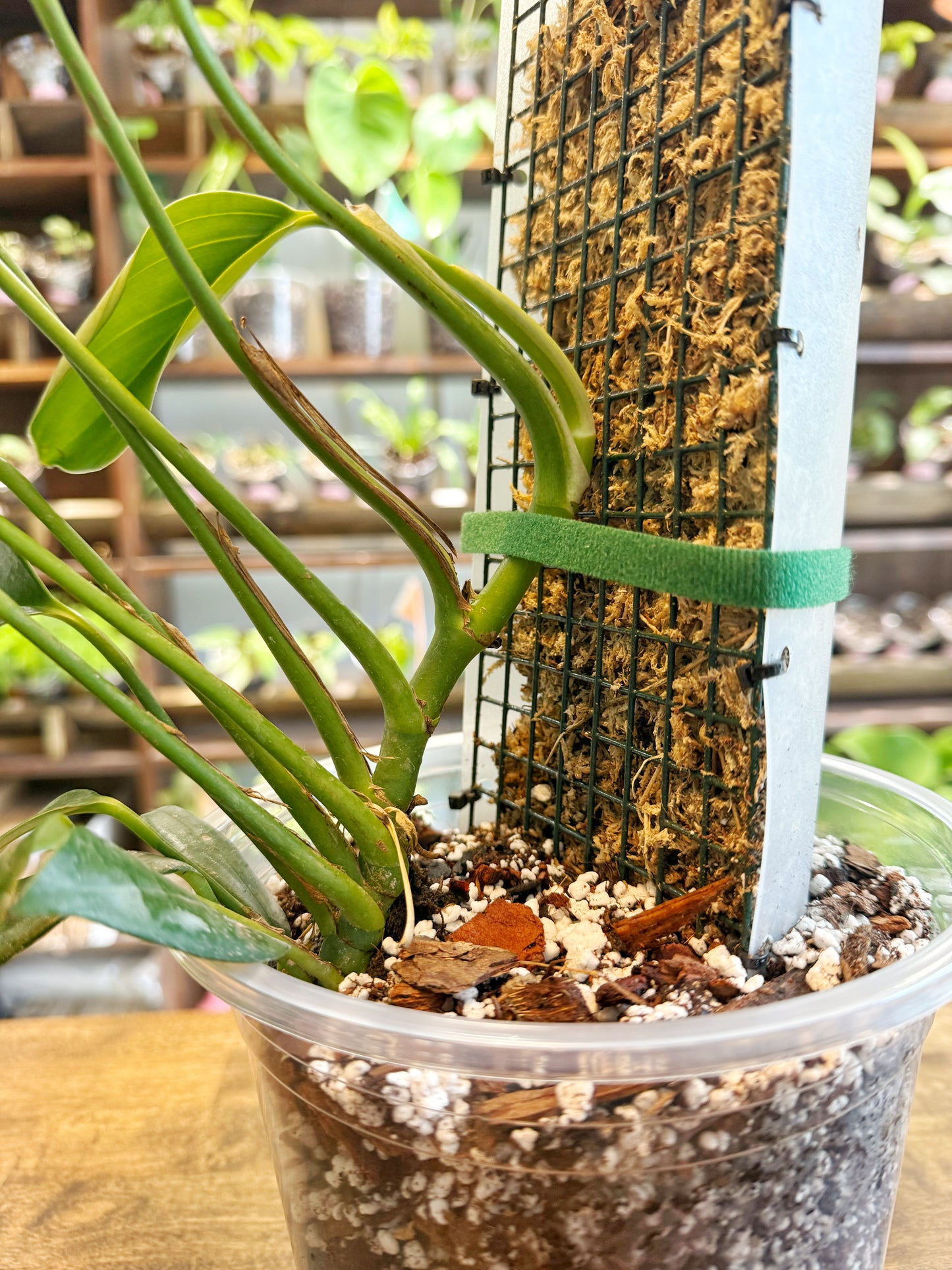 Rhaphidaphora Decursiva on Pole