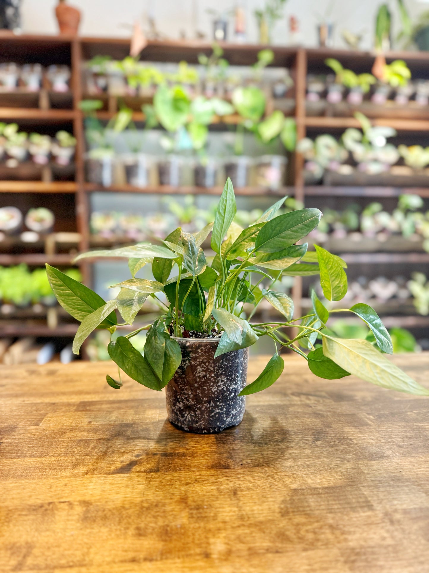 Cebu Blue Pothos