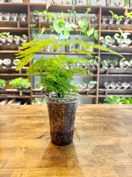 Asparagus Fern