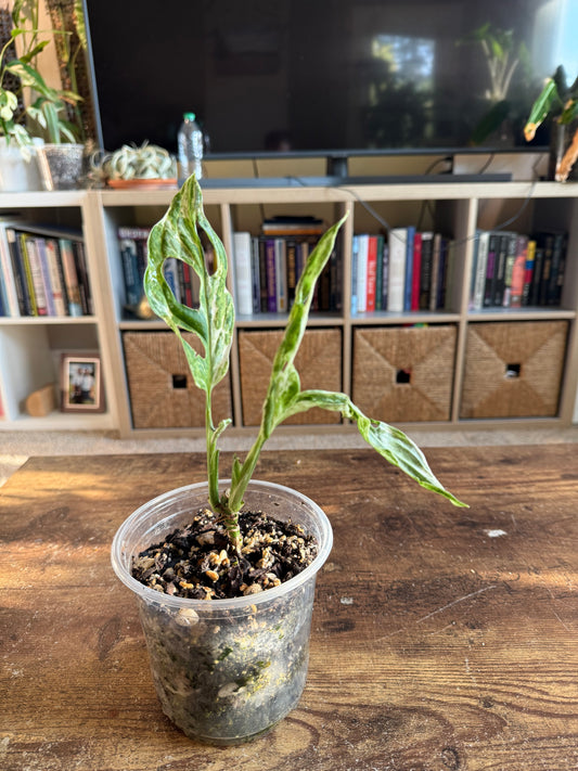 Mint Monstera Adansonii