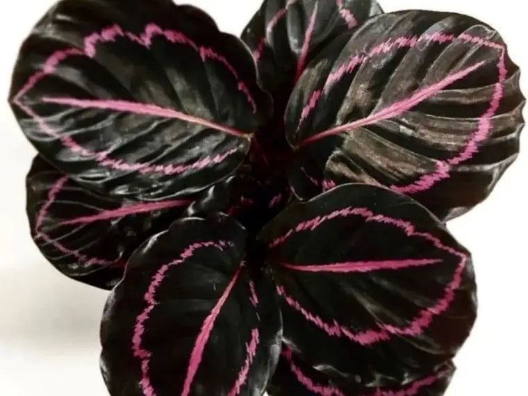 Calathea Dottie