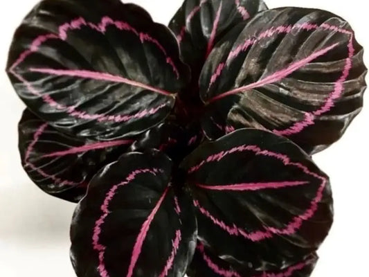 Calathea Dottie