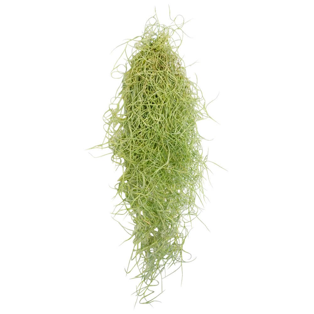 Spanish Moss Usneoides Air Plant