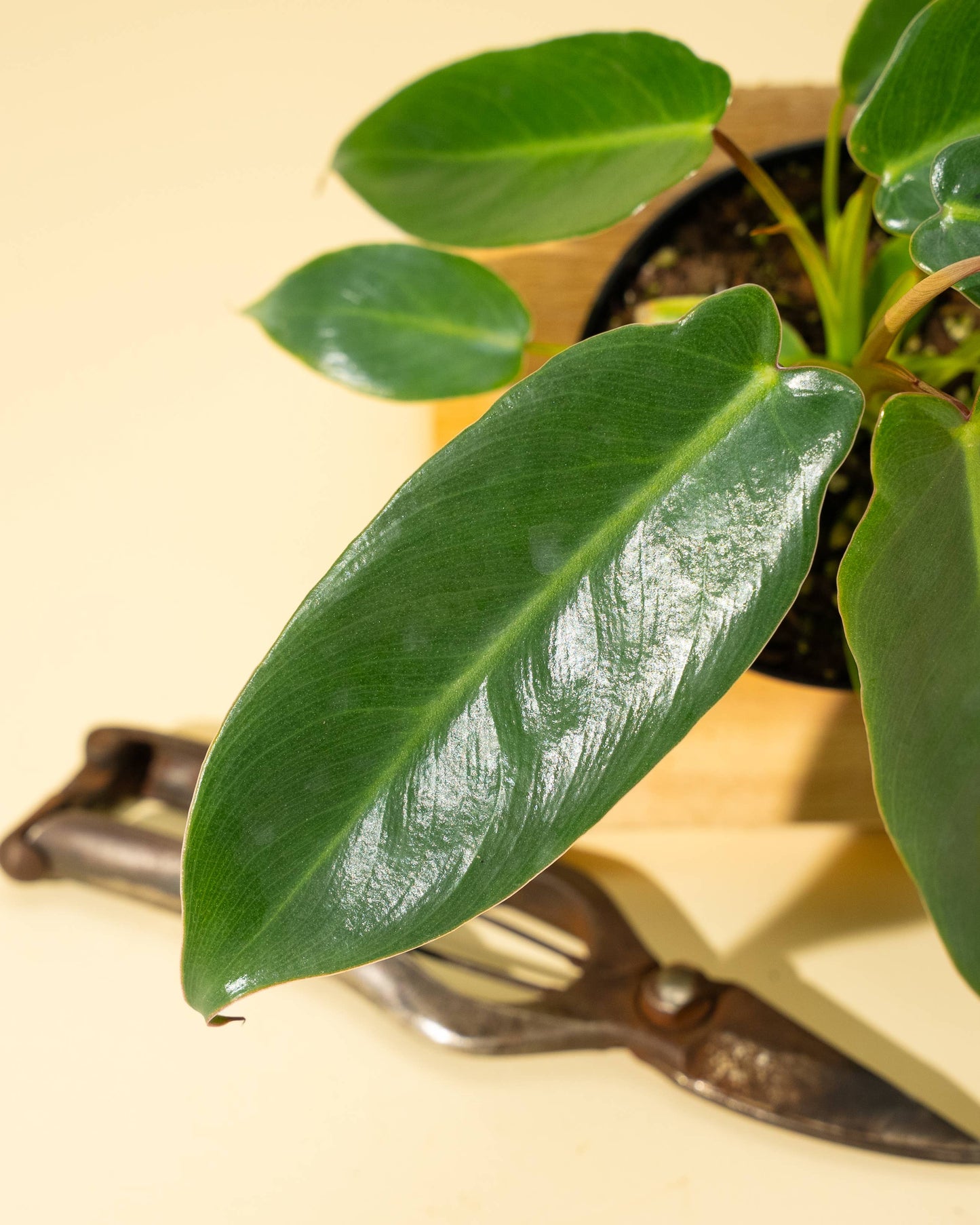 Philodendron 'Spiritus Sancti'