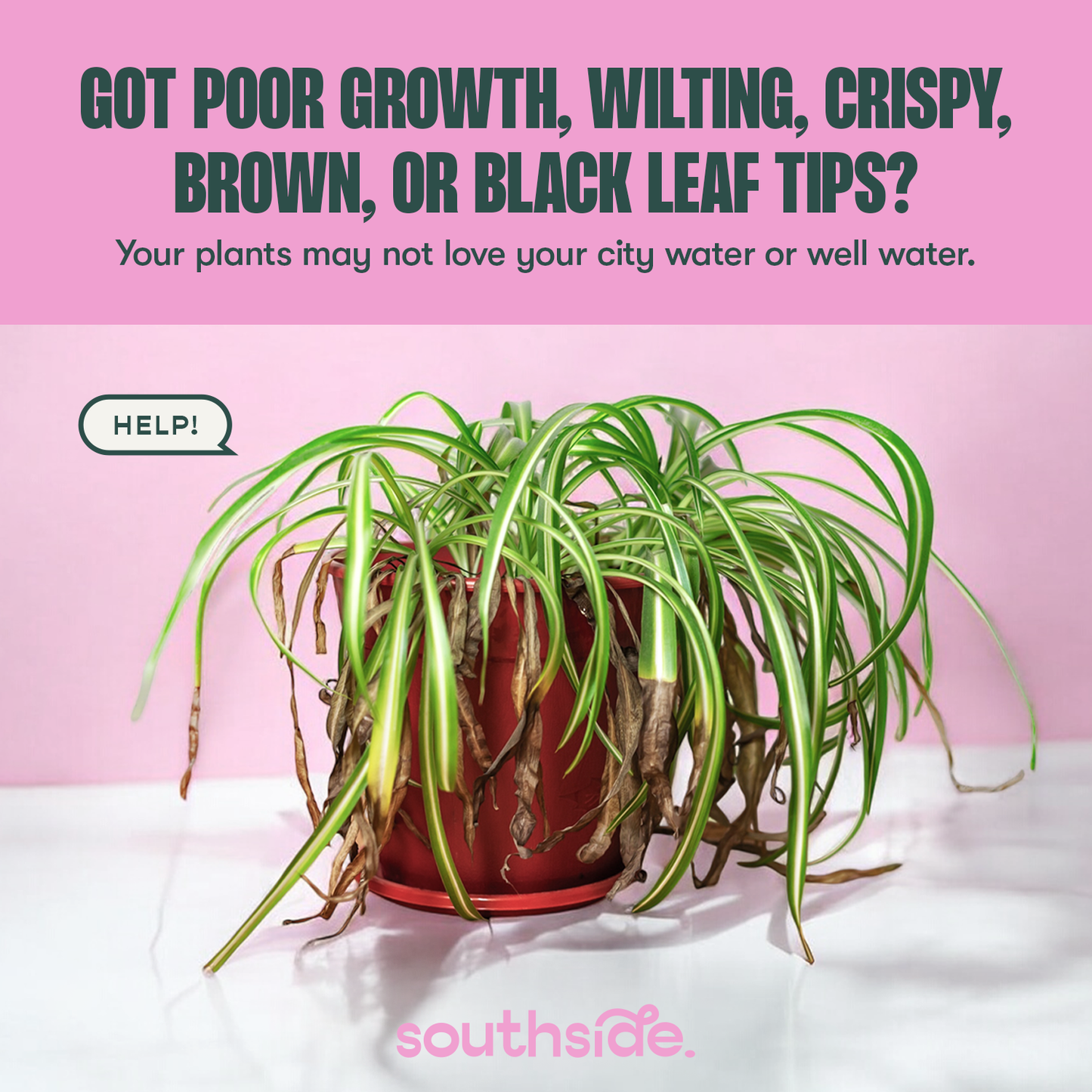 Houseplant Tap Water Conditioner