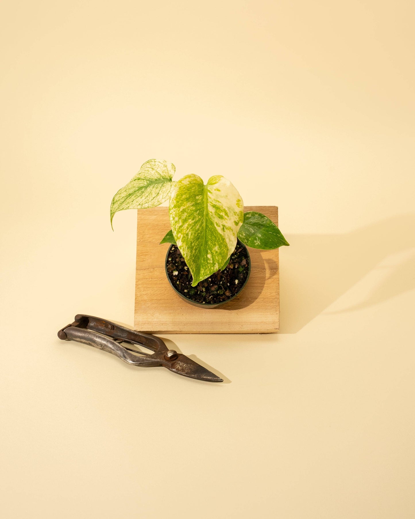 Monstera Mint