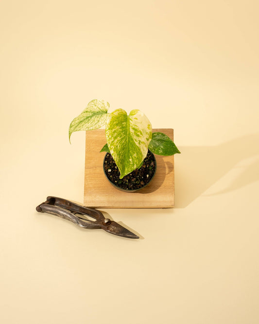 Monstera Mint