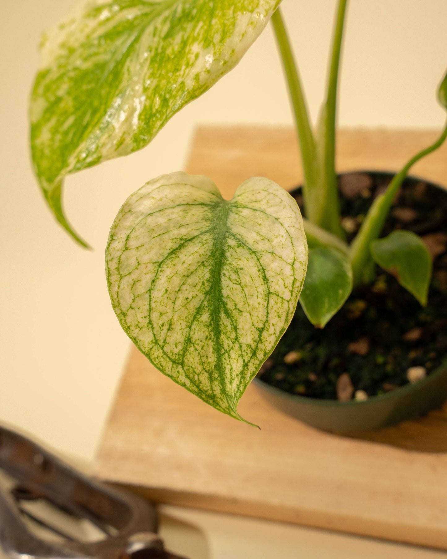 Monstera Mint