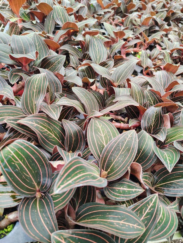 Jewel Orchid