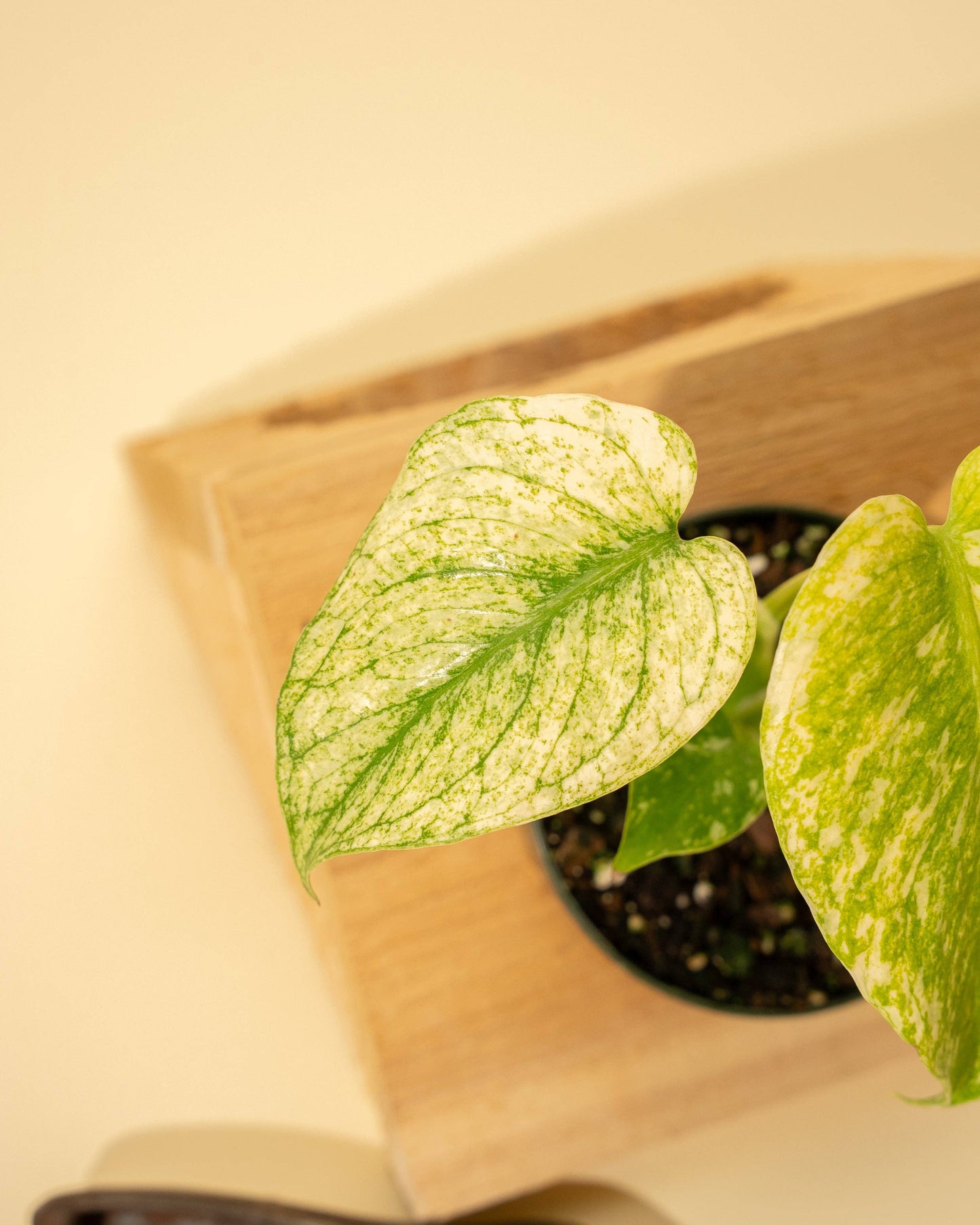 Monstera Mint