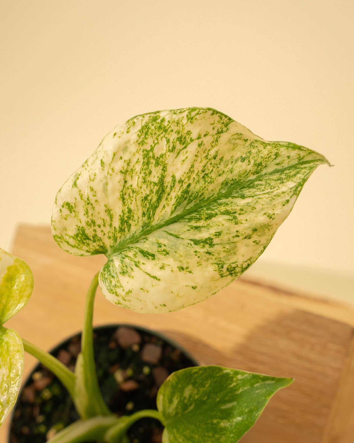 Monstera Mint