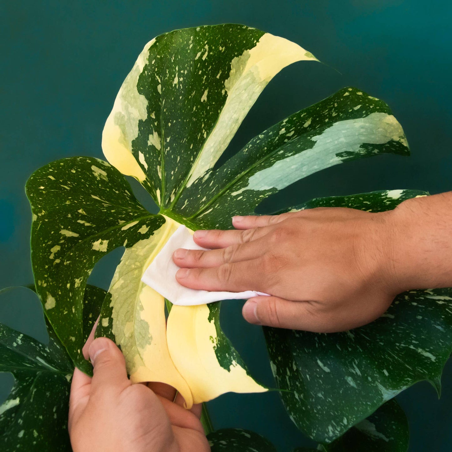 NEW- Plant Cleansing Wipes | Palm | Neem Oil Infused